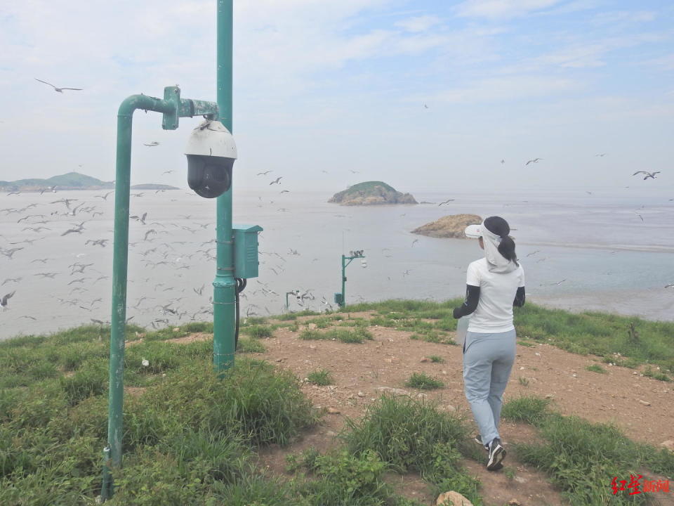 浙江海島招募守鳥人，享受網絡時代的海島寧靜與便利生活