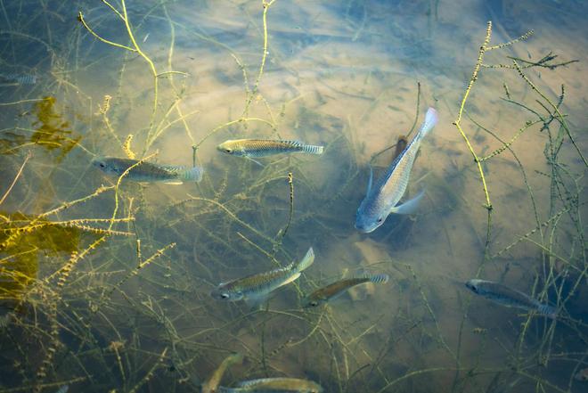 魚塘大坑引發(fā)生態(tài)災(zāi)難，魚群瞬間消失無蹤的紀(jì)實