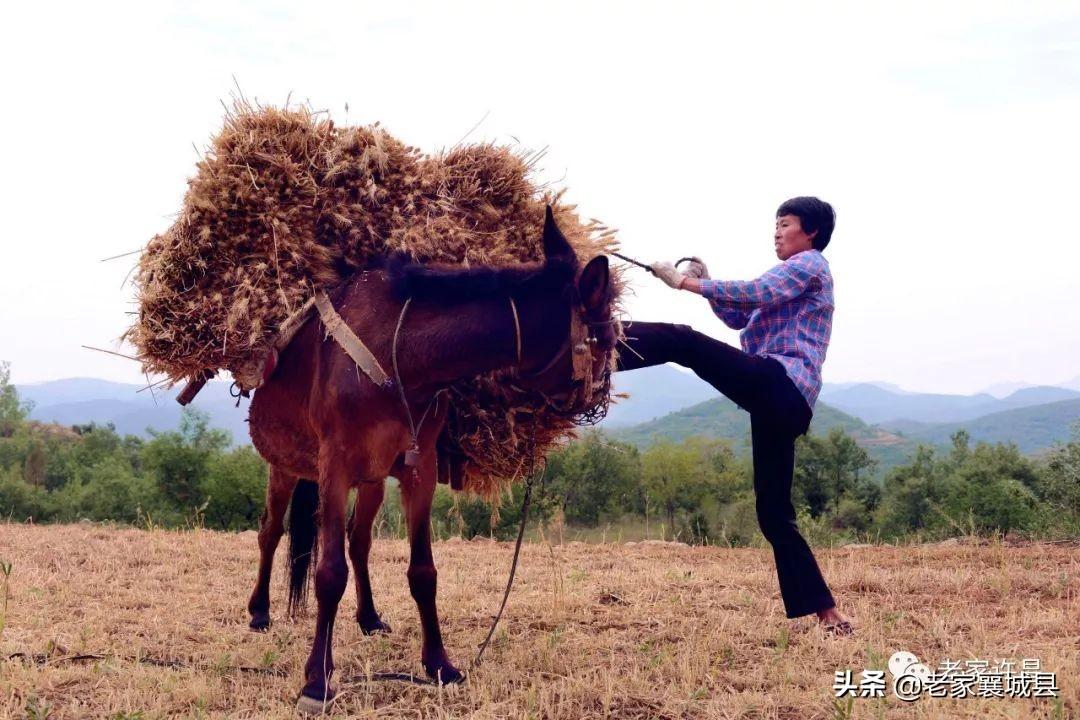 孫兒陪伴奶奶下地農(nóng)忙時光溫馨記錄